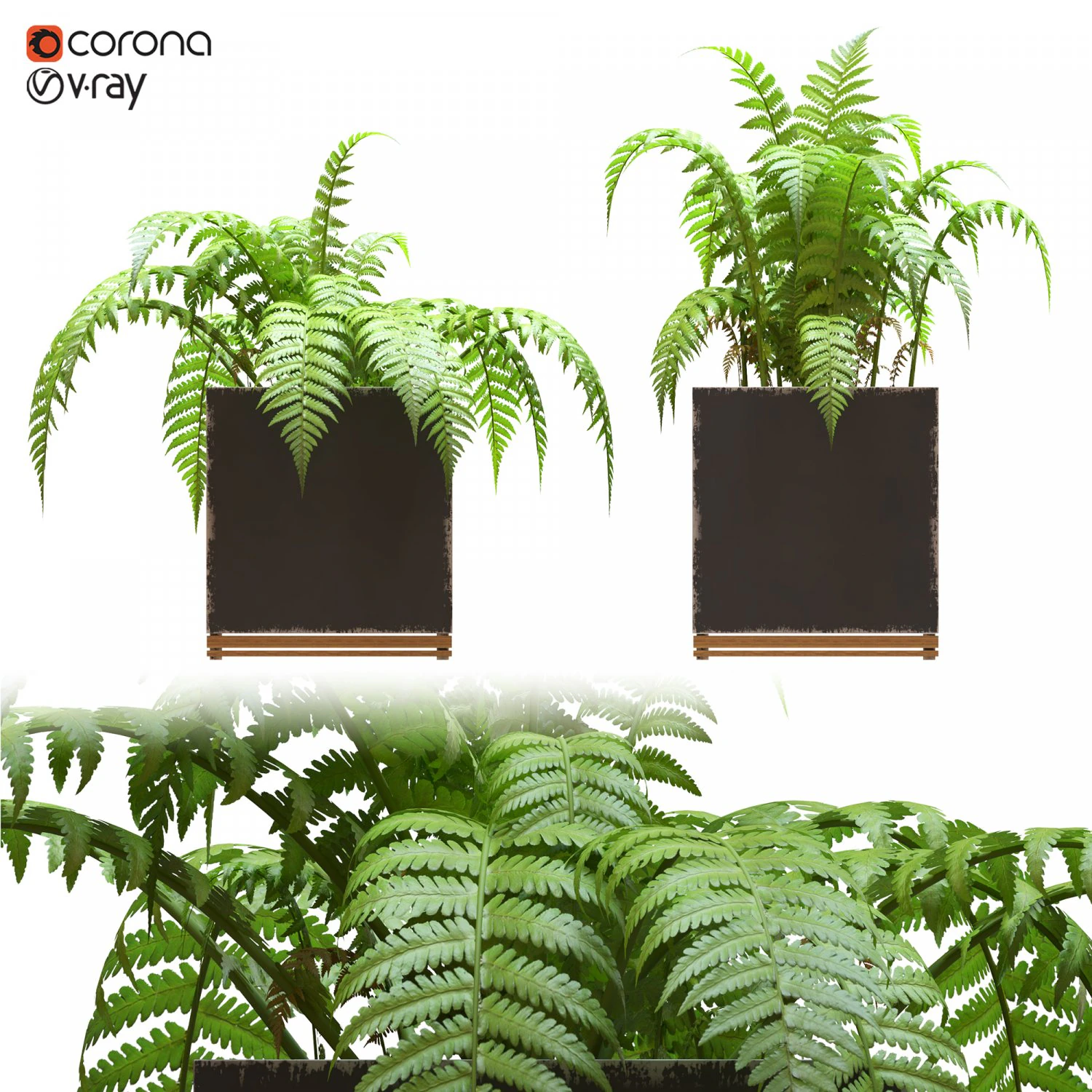 two fern plant in metal flower pot 3D Model .c4d .max .obj .3ds .fbx .stl .blend