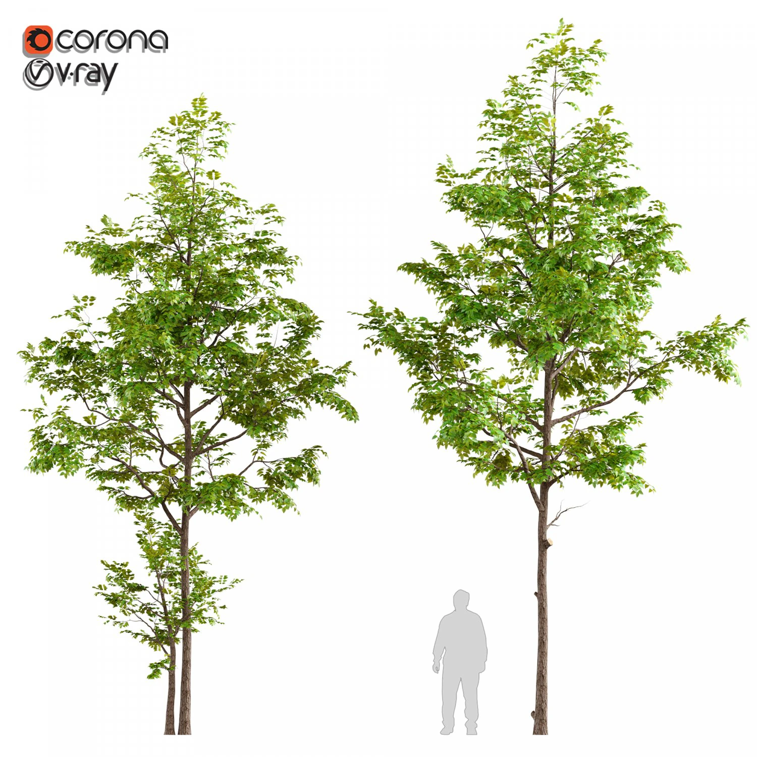 two young ash tree 3D Model .c4d .max .obj .3ds .fbx .stl .blend 