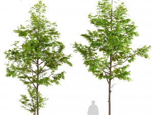 two young ash tree 3D Model