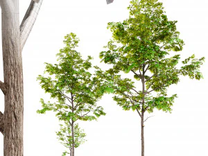 two young ash tree 3D Model