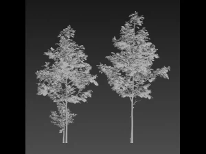 two young ash tree 3D Model