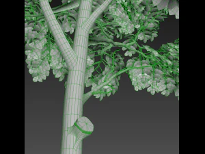 two young ash tree 3D Model