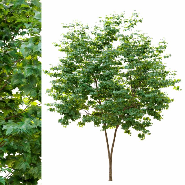 maple tree 3D Model .c4d .max .obj .3ds .fbx .stl .blend 
