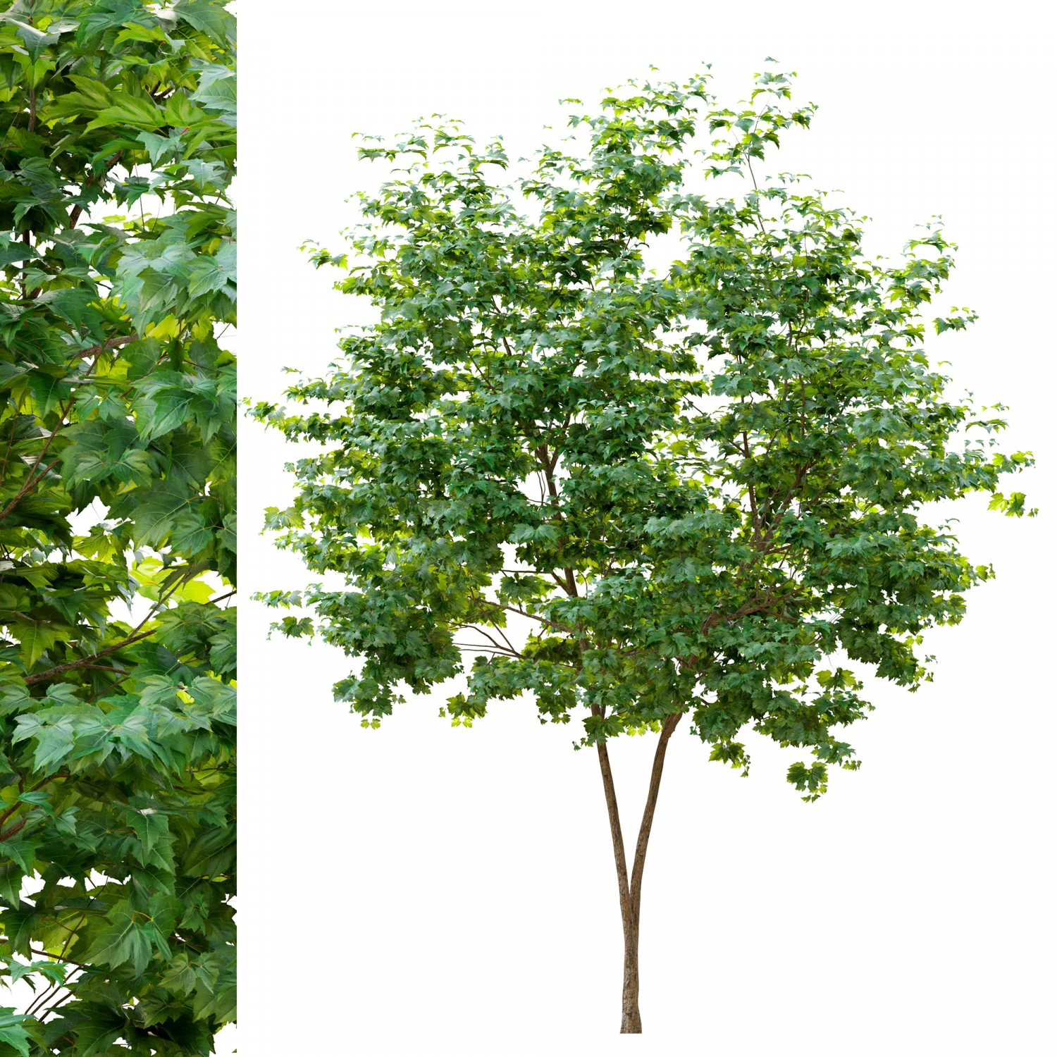 maple tree 3D Model .c4d .max .obj .3ds .fbx .stl .blend