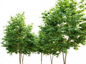 maple tree 3D Model