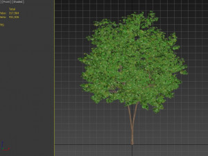 maple tree 3D Model