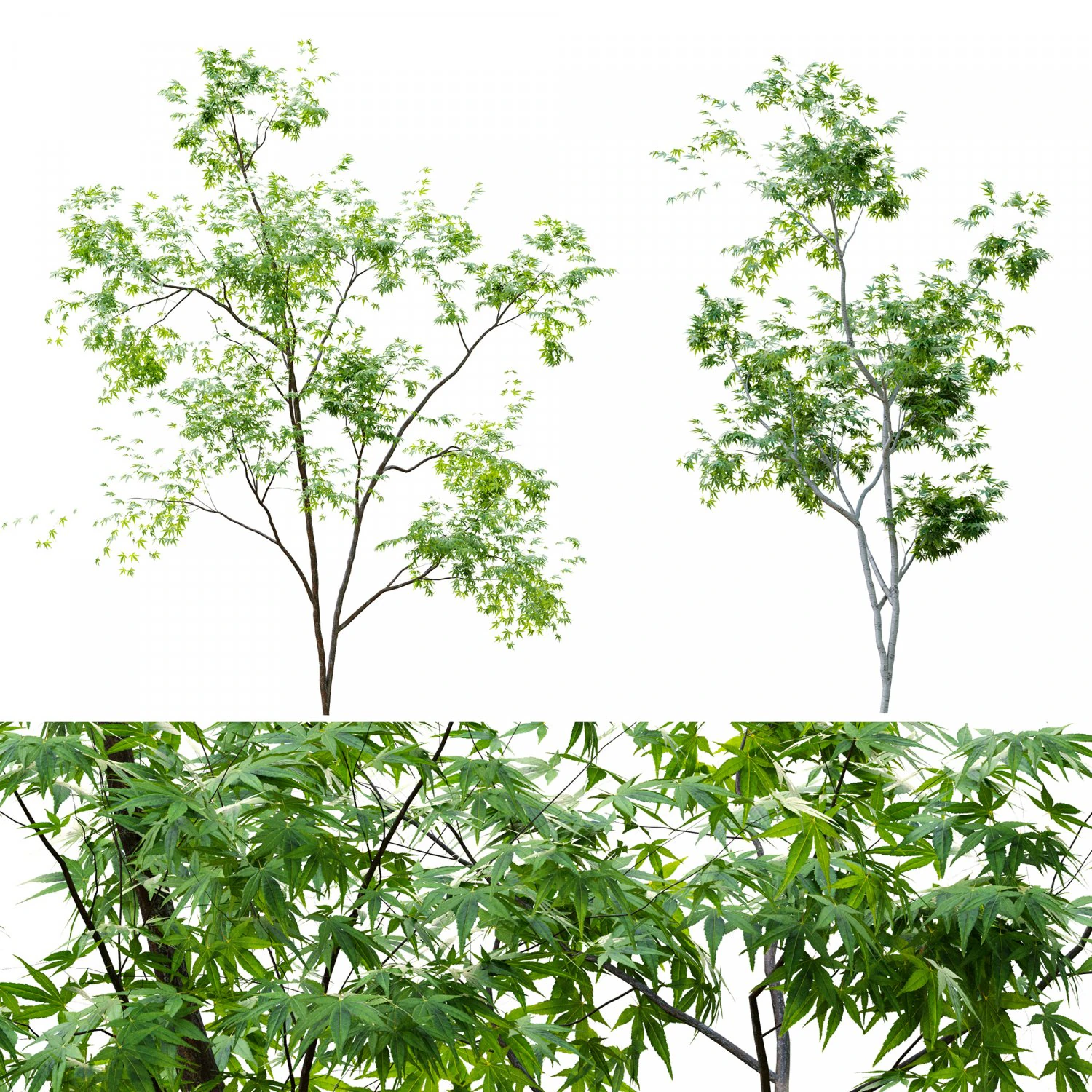 two young tree 3D Model .c4d .max .obj .3ds .fbx .stl .blend 