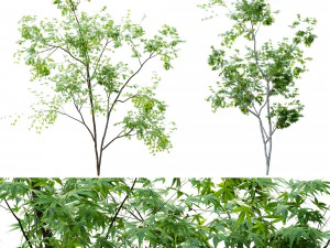 duas &aacute;rvores jovens Modelo 3D