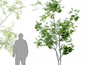 two young tree 3D Model