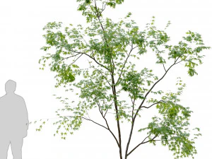 two young tree 3D Model