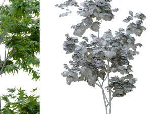two young tree 3D Model