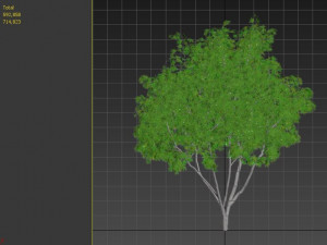 silver maple tree 3D Model
