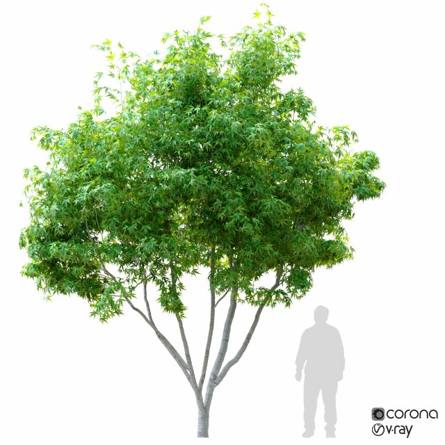 silver maple tree 3D Model .c4d .max .obj .3ds .fbx .stl .blend 