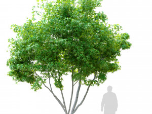 silver maple tree 3D Model