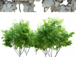 silver maple tree 3D Model