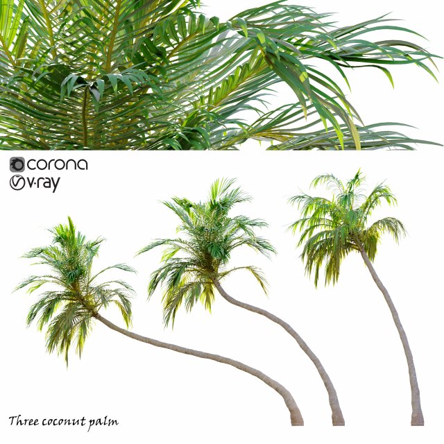 three coconut palm 3D Model .c4d .max .obj .3ds .fbx .stl .blend 