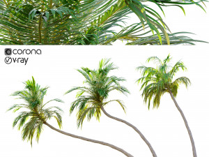 three coconut palm 3D Model