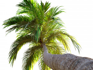 three coconut palm 3D Model