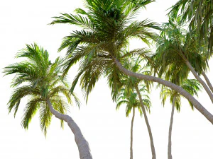 three coconut palm 3D Model