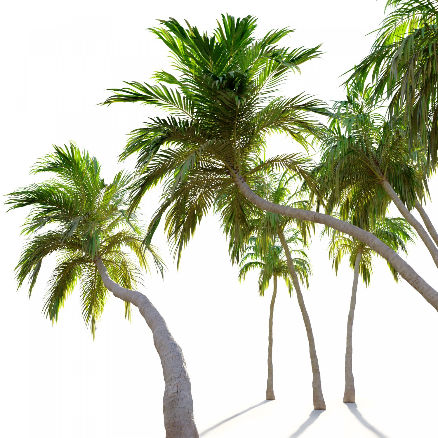 Пальма какой жанр. Пальма 3d. пальма 3д модель. пальма в горшке 3д. coconut tree 3d model.