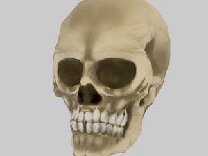 cráneo 3d polígono bajo Modelo 3D