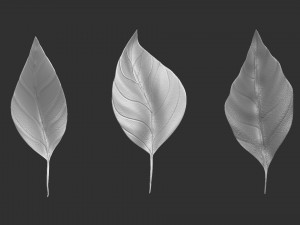 14 high-poly leafs and branches Zbrush IMM brush set 3D Model
