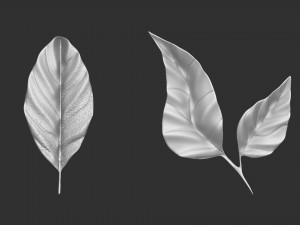 14 high-poly leafs and branches Zbrush IMM brush set 3D Model