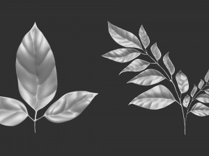 14 high-poly leafs and branches Zbrush IMM brush set 3D Model