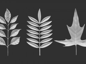 14 high-poly leafs and branches Zbrush IMM brush set 3D Model