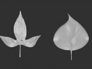 14 high-poly leafs and branches Zbrush IMM brush set 3D Model