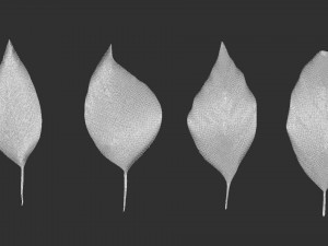 14 high-poly leafs and branches Zbrush IMM brush set 3D Model