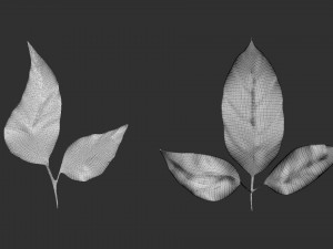 14 high-poly leafs and branches Zbrush IMM brush set 3D Model