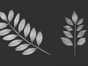 14 high-poly leafs and branches Zbrush IMM brush set 3D Model
