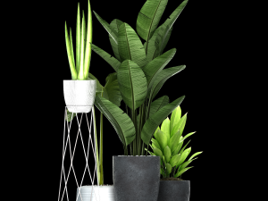 bonsai 3D Модель