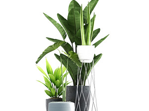 bonsai 3D Модель