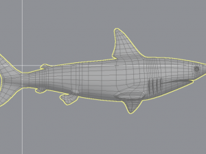 shark 3D 모델