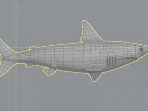акула 3D Модель