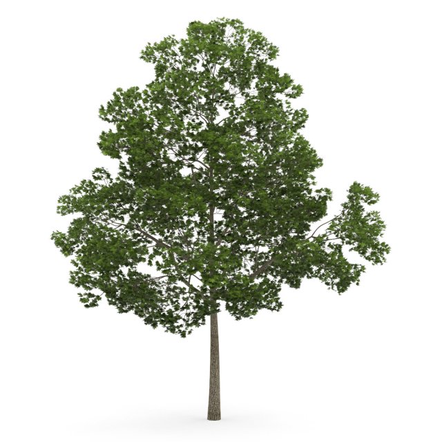 tree 3D 模型 .c4d .max .obj .3ds .fbx .stl .blend 