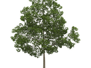 tree 3D 模型
