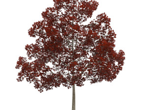tree 3D Model
