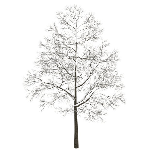 tree Model 3D .c4d .max .obj .3ds .fbx .stl .blend 