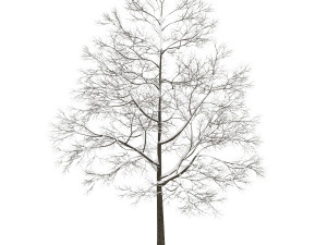 tree 3D Model