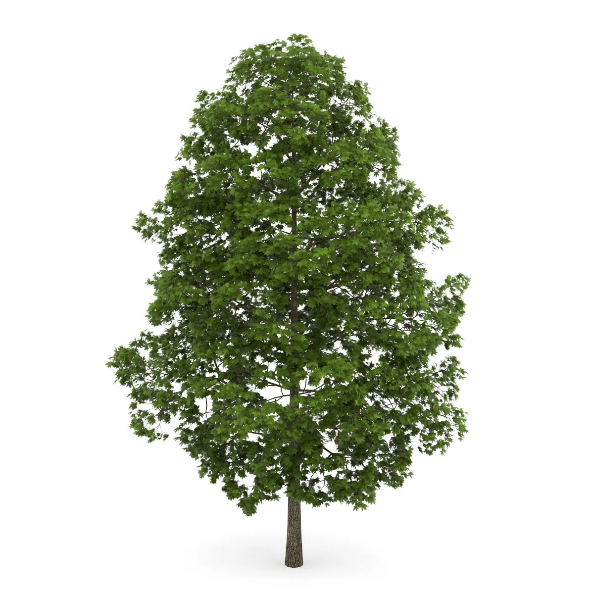 tree 3D Model .c4d .max .obj .3ds .fbx .stl .blend 