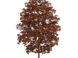 tree 3D Model