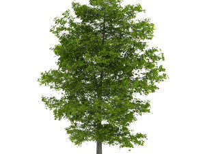tree 3D Model