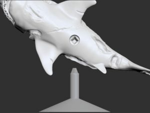 zombie shark 3D printmodel