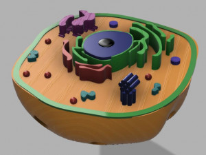animal cell 3D 모델