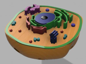 animal cell 3D Model