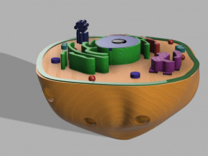 animal cell 3D 모델