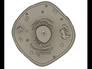 animal cell 3D Model
